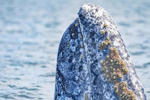 Grauwal-Spionagehüpfen in der Nähe von Whalewatching-Boot in Magdalena Bay Baja California foto