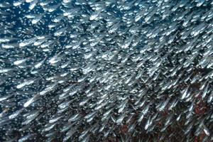 im Glas fischt eine riesige Köderkugel foto