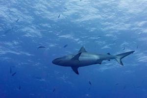 grauer Hai, der bereit ist, unter Wasser im Blau anzugreifen foto