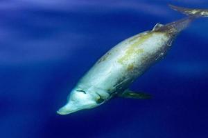 seltener Gänseschnabelwal Delfin Ziphius cavirostris unter Wasser foto