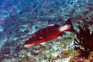 bunter Zackenbarsch lokalisiert auf blauem Ozeanhintergrund foto