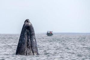 Grauwal-Spionagehüpfen in der Nähe von Whalewatching-Boot in Magdalena Bay Baja California foto