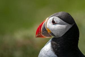 Papageientaucher Vogel Nahaufnahme Porträt foto