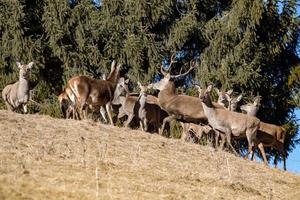 Familie des Rotwildporträts, das Sie anschaut foto