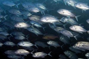 riesiger trevally thunfisch caranx isoliert auf schwarz foto