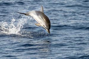 gestreifter Delphin beim Springen in das tiefblaue Meer foto