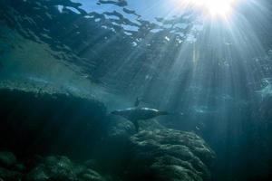 Seelöwenrobbe unter Wasser beim Tauchen im Meer von Cortez foto