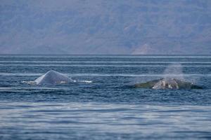 Blauwal in Loreto Baja California gefährdet größtes Tier der Welt foto