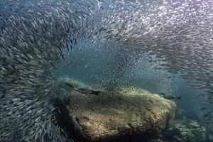 Kormoran beim Unterwasserfischen im Köderball foto
