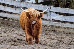 Highlander Schottland haarige Kuh gefrorene Nase foto