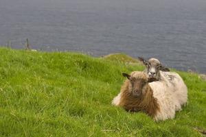 Schafe, die auf dem Gras liegen foto