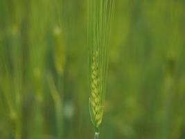 Grüne Weizenspitze isoliert auf dem Feld foto