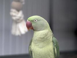 Afrikanischer grüner Papageienvogel foto