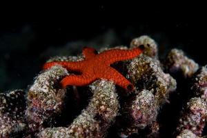 Roter Seestern hängt am Riff in Papua Indonesien foto