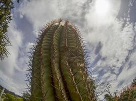 Kaktus Nahaufnahme Detail