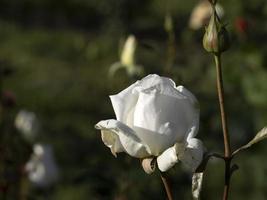 seltene Rosenblüte bei Anbau Gartenart Gardenie foto