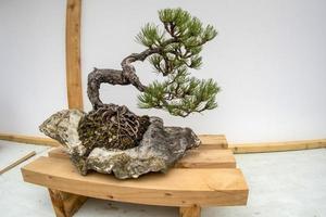 bonsai miniatur baum natur kunst foto