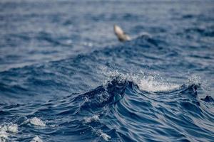 Delphin beim Springen in das tiefblaue Meer foto