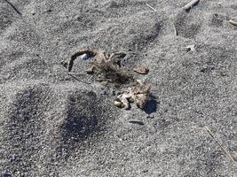 Tote Maus am Sandstrand foto