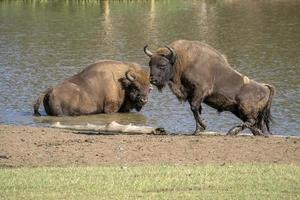 europäisches bisonporträt im sommer foto