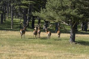 Europäisches Hirschporträt im Sommer foto