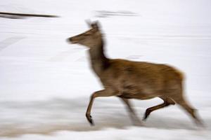 Verschieben Sie den Effekt auf das Hirschporträt, während Sie auf Schneehintergrund wie Petroglyph laufen foto