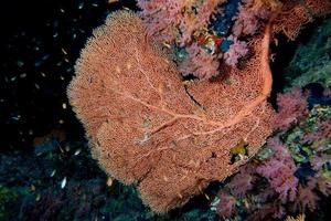 Gorgonia-Weichkoralle im schwarzen Hintergrund foto