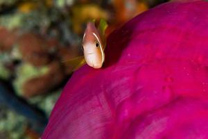 Clownfische in roten Anemonen in Indonesien foto