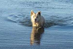 weißer Wolfshund, während er dich vom Meer aus ansieht foto