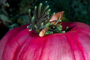 Clownfische in roten Anemonen in Indonesien foto