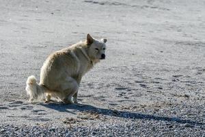 weißer Wolfshund, während er dich beim Evakuieren ansieht foto