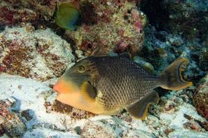 Trigger-Fisch-Titan verteidigt sein Nest unter Wasser foto