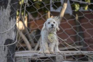 eingesperrter weißer hund foto