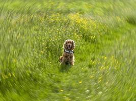 Cocker-Twist-Kamera 360-Grad-Bewegung foto