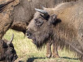 europäisches bisonporträt im sommer foto