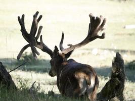 Europäisches Hirschporträt im Sommer foto