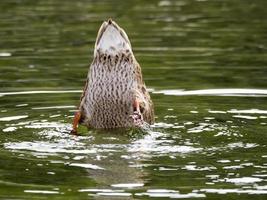 Wildente im See foto