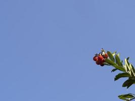 Erdbeerobstbaum in Ligurien, Italien foto