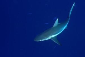 grauer Hai bereit, unter Wasser anzugreifen foto