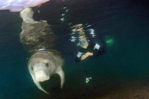 Florida Seekuh Nahaufnahme Porträt nähert sich Schnorchler foto