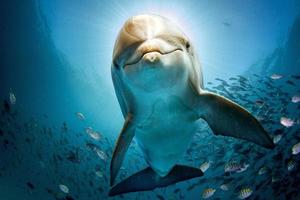 Delphin unter Wasser am Riff in der Nähe, der zu Ihnen kommt foto