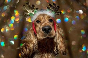 Cockerspaniel weihnachtlich gekleidetes Rentier auf glänzendem hellem Hintergrund foto