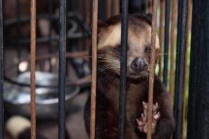 Eingesperrte Kopi-Luwak-Kaffee-Mungose in Bali, Indonesien foto