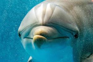 Delphin lächelndes Auge Nahaufnahme Porträt Detail foto