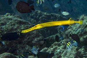 gelber Säbelflöten-Trompetenfisch beim Tauchen Indonesien Detail foto