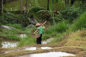 menschen beim anbau und bewirtschaftung von reisfeldern in bali foto