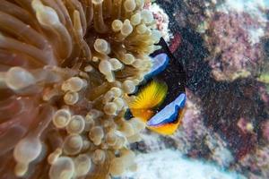 Clownfisch mit Drehbewegungseffekt in roter Anemone auf Malduve foto