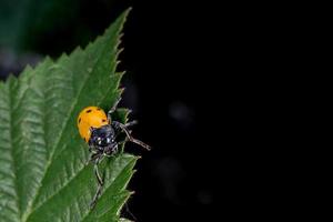 orange Marienkäfer-Makro auf grünem Hintergrund foto