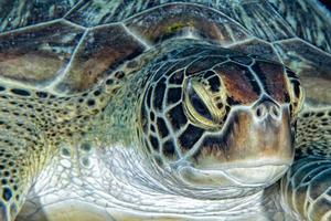 Greenn Turtle Nahaufnahme Porträt unter Wasser foto