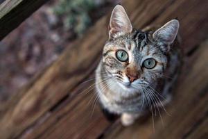 weiße und braune katze, die dich anschaut foto